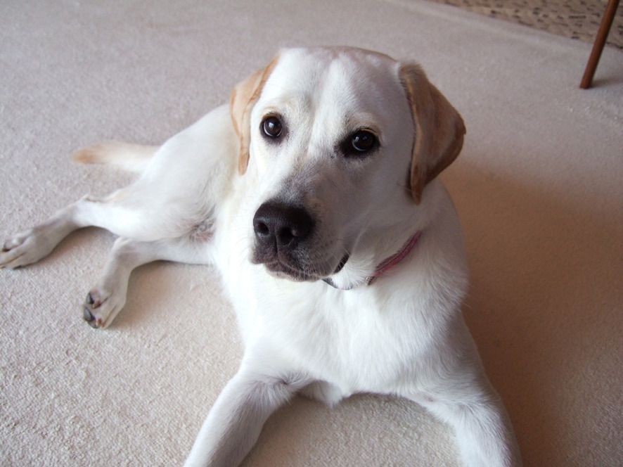 JPN-4283 | Wrought Iron Single Swing Gate